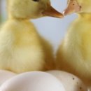 행복한오리농장 이미지