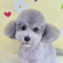 몽몽바블펫# 네이버블로그