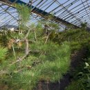 소나무농장 이미지