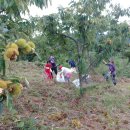 밤산농원 이미지