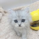 야옹아 멍멍해봐 아산점 이미지