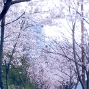 죽림1로가로수 티스토리