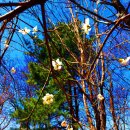 길손반점 | [2026] 산매화