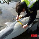 [2013.12.21 뉴시스] 삼척 해상서 돌고래 1마리 혼획, 올해만 63마리 이미지