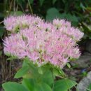 들꽃이야기 이미지