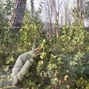 포레스트성형외과의원 | [공지] 12월 15일 월요일이었지_엄마의 3대 거짓말