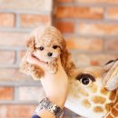 타이니퍼피 강아지분양 고양이분양 서울송파 | 타이니푸들분양(입양,가격)인정할수 밖에 없네요.