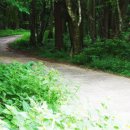 남조로 사려니숲길입구 이미지