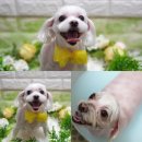 마루의꿈 이미지