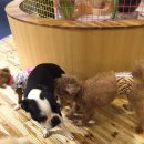 마오네애견카페 이미지