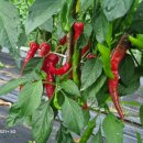 성립농장 이미지