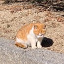 210114 | #210114 창경궁 고양이