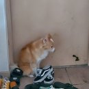 재영 동물병원 | [강아지 건강검진]10살 몽이 건강만하자💖. 작전동 재영동물병원 건강검진 후기