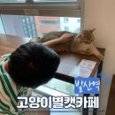 고양이별 캣 카페 이미지