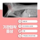 사하동물병원 이미지