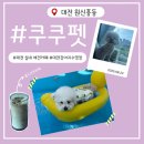 수영애견(건국동물병원) | [원신흥동:쿠쿠펫]대전애견카페/유성애견카페추천/대전반려동물카페