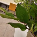 힐링 꽃꽂이 | 🌸 직장인 취미 꽃꽂이클래스 3번째 수업! 풍성한 꽃다발 만들기! (feat. 힐링 가득한 시간) 🌸