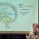 뇌 - ( 腦, brain ) 이미지