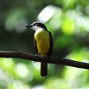 S0633 | 흉터 제거 수술비와 레이저 치료비 실비 분석