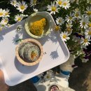 해피병풀 이미지