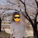 원당천 | 경북/영주] 영주에서 우연히 발견한 벚꽃 명소!! 영주 원당천 방문 후기_사람 없는 벚꽃 명소(22/4/10기준)