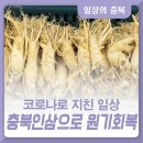충북인삼농협고려인삼창 | 코로나로 지친 일상, 면역력 강화와 피로개선에 좋은 충북인삼으로 원기 회복하세요!