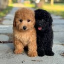 토이켄넬 이미지