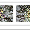 금수농장2 이미지