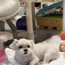 반짝이는 그루밍 하우스 이미지