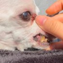 양주 센트럴 동물병원 이미지