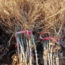 금문농장2 이미지