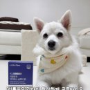 노화 예방을 위한 강아지 항산화제, 노령견 영양제 리틀포우 안티옥스 글루타원 후기