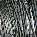 대숲 이미지
