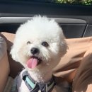 댕댕이 미용실 | 청주 용정동애견미용 [ 댕댕이미용실 ] 비숑 미용 후기
