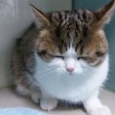 래플즈동물병원 이미지