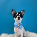 퍼스트멍멍 이미지