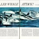 Killer Whale Attack! 이미지