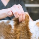 논현동물병원 이미지