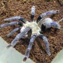 코발트블루 이미지