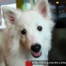 애견세상 이미지