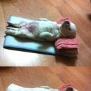 개팔자 상팔자 이미지