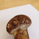 참조은포장