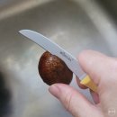 시온견과