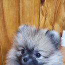 몽이묭실 이미지