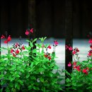 선화2로 이미지