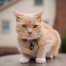 야옹아멍멍해봐(두정점) 이미지