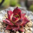 걸이대 1 다육 이미지