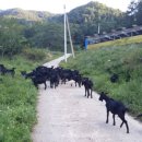 소신흑염소 이미지