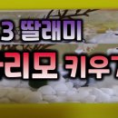 마리모 이미지