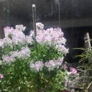 와이래쉬 | 🌸 구리속눈썹 와이래쉬 리터치 후기, 봄 느낌 가득한 하루 🌿
